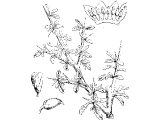 Myrrh (Balsamodendron myrrha), Heb.MoR (Gen.37.25, Ex.30.23, Est.2.12, Ps.45.8, Prov.7.17, Song 1.13, 3.6, 4.6,14, 5.1,5,13), Gk.SMURNA , Matt.2.11, Mk.15.23, Jn.19.39